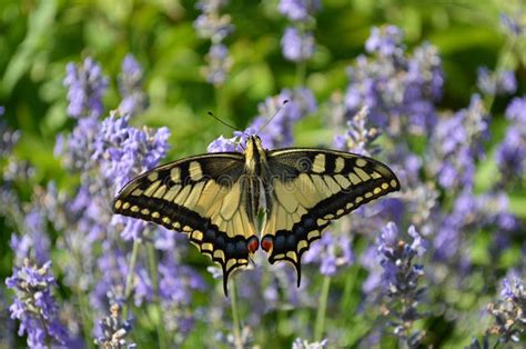 Papilio Machaon or Old World Swallowtail Butterfly in Natural Habitat Stock Image - Image of ...