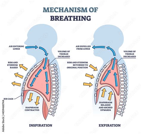 Mechanism of breathing as anatomical process explanation outline ...