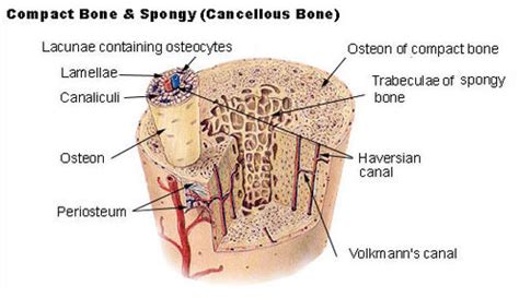 Life = Thinking: Difference between Cortical and cancellous bone