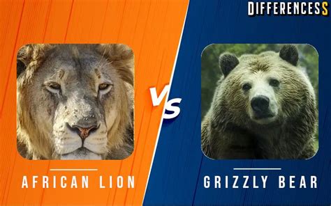 Grizzly Bear Vs Lion Size