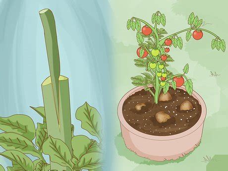 3 Ways to Grow Hybrid Plants - wikiHow