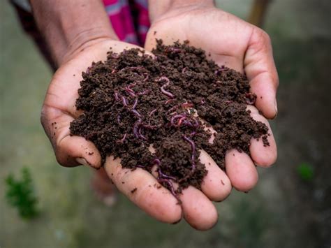 Vermicompost Worms Died - Why Are Composting Worms Dying