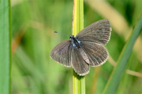 Zenfolio | James Gibbs | The butterfly, the ant, and a plant.