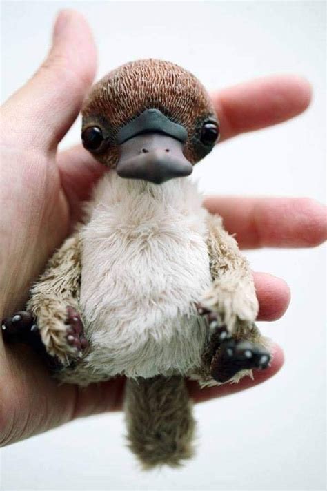 That’s not a baby platypus, this is a baby platypus - Australian Geographic