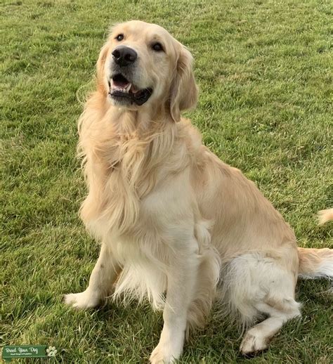 English Cream Golden Retriever - English Cream Golden Retriever | Temperament & Personality ...