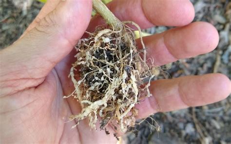 What are root knot nematodes? - Greg Alder's Yard Posts: Southern California food gardening