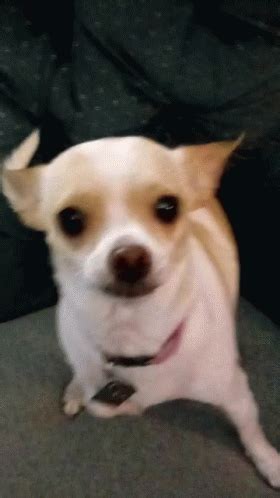 Chihuahua Weird GIF - Chihuahua Weird Silly - Discover & Share GIFs