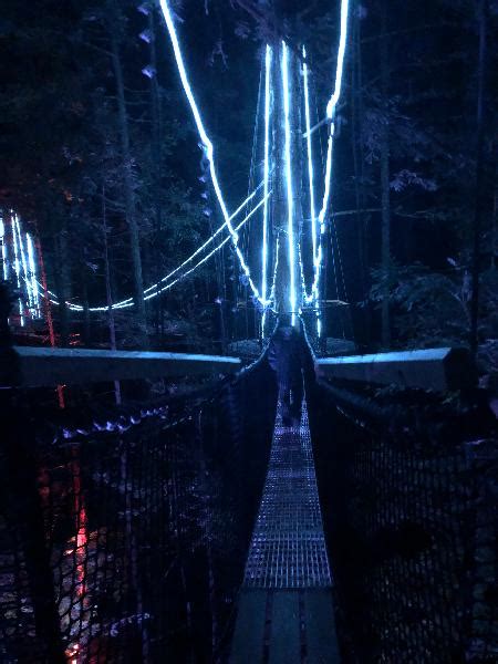 Redwoods Treewalk & Nightlights Experience By Day or Night within the ...