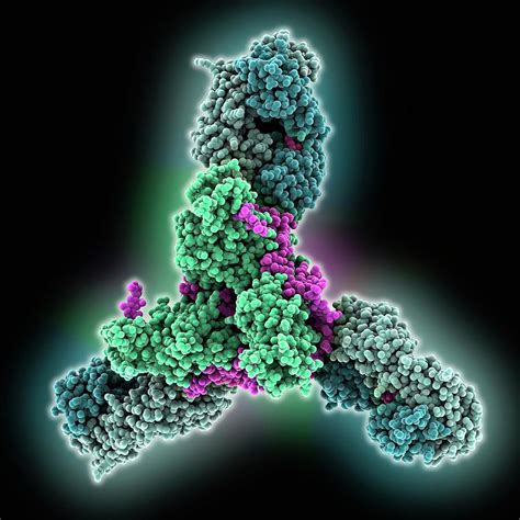 Ebola Virus Glycoprotein Complex Photograph by Laguna Design/science ...