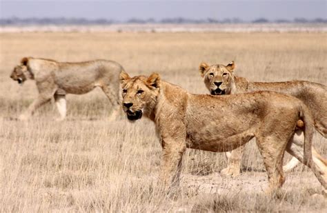 Lions, Amboselli, Kenya | Felinos