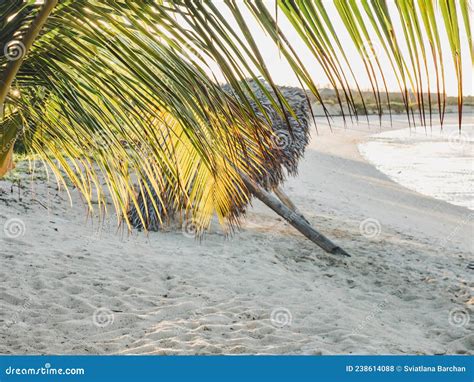 Beautiful Photos of Deserted Beaches and Palm Trees Stock Photo - Image of blue, dominican ...