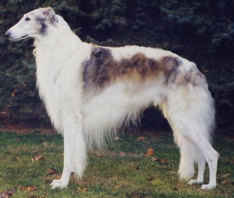 Borzoi Dog Breed Information and Pictures