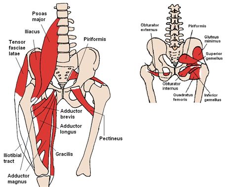 Rocky Mountain Spine and Sport Physical Therapy Blog: The Hip Muscles are Part of the Core