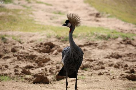 Crowned Crane Update | Reid Park Zoo