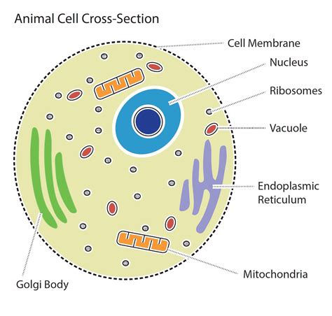 Animal Cell - resource - Imageshare