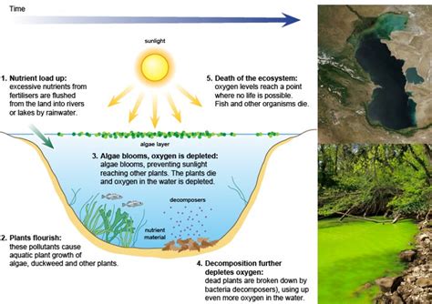 Eutrophication & Algal Bloom | PMF IAS