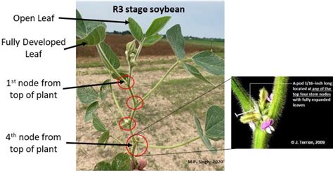 Determining R3 growth stage in soybean - Soybeans