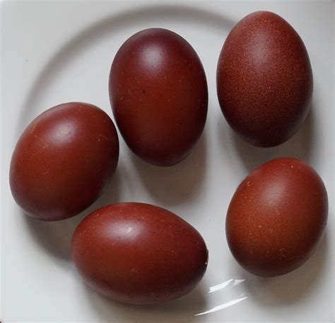 Fertile Black Copper Marans Eggs (6 for $55 or 12 for $110 ...