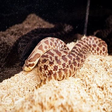 How To Care For Hognose Snake? Care Sheet – REPTI ZOO