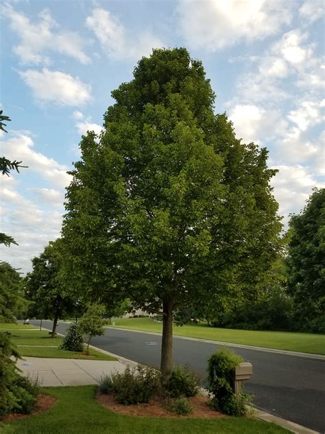 American Sentry Linden | Fast growing shade trees, Shade trees, Street ...