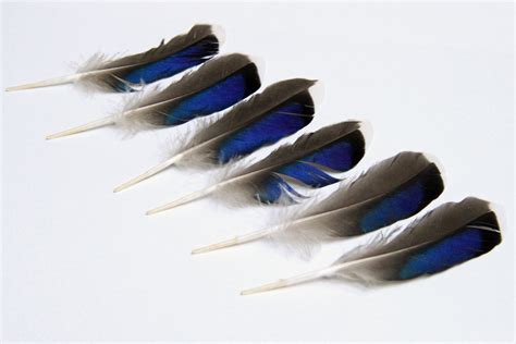 mallard wing feathers | STILL