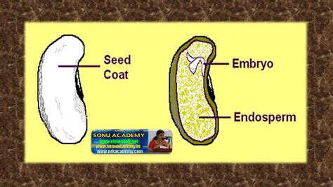 SONU ACADEMY: Structure of seed