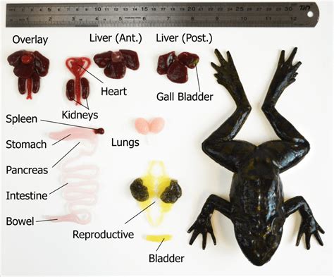 This Is the Future of Frog Dissection - PETA Headlines