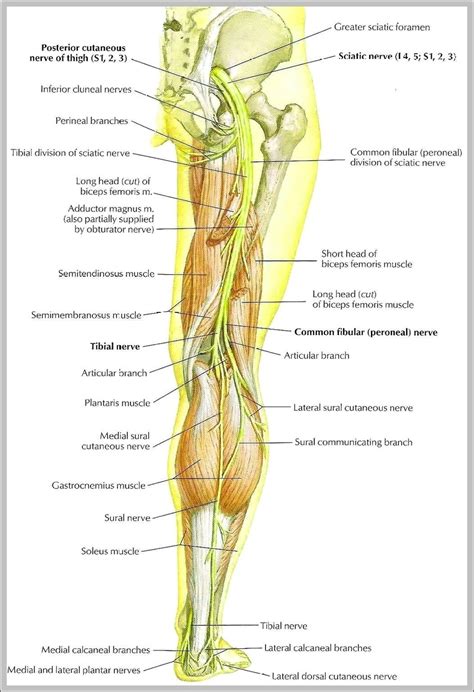 Sciatic Nerve Picture Image - Graph Diagram