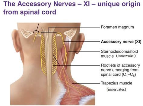 Anatomy Of Scapular Winging