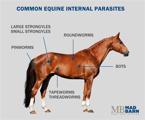 De-Worming Your Horse: Best Schedule & Medications to Use | Mad Barn