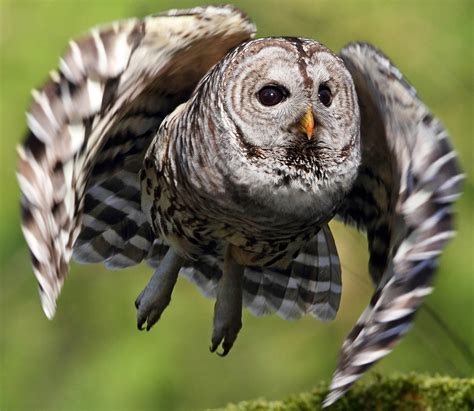 Download Animal Barred Owl HD Wallpaper