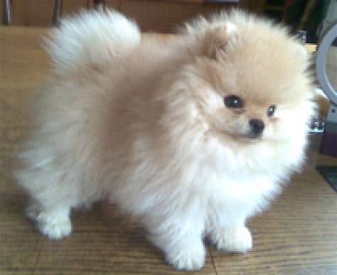 Image result for Pomeranian Color Chart | Pomeranian puppy, Baby dogs, Pomeranian colors