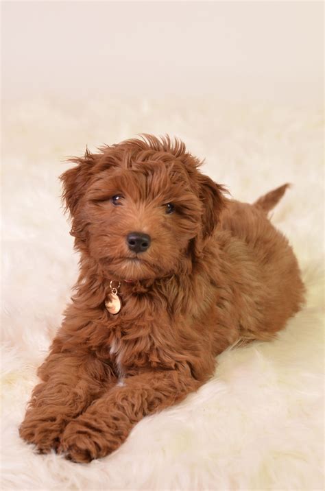 Goldendoodle puppy | F1b goldendoodle, Goldendoodle, Puppies