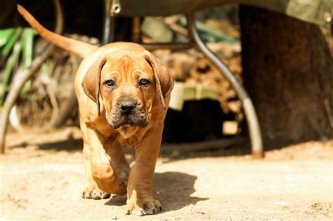 Boerboel Colors: Guide to Desirable and Disqualified Colors - Healthy ...