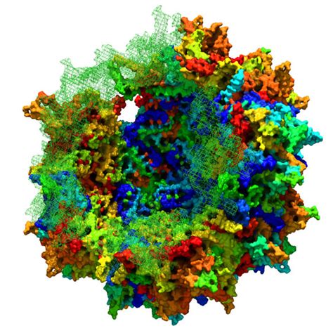 Biologists Recreate the Evolutionary Lineage of Adeno-Associated Viruses