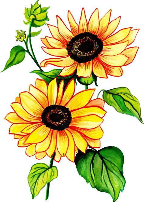 13+ Clipart Sunflower Outline Gif