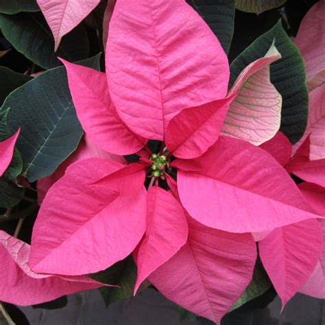 Poinsettia Care - Ward's Nursery & Garden Center