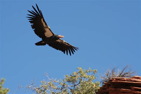 Birds - Zion National Park (U.S. National Park Service)