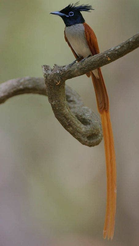 Indian Paradise Flycatcher | Animal Database | FANDOM powered by Wikia