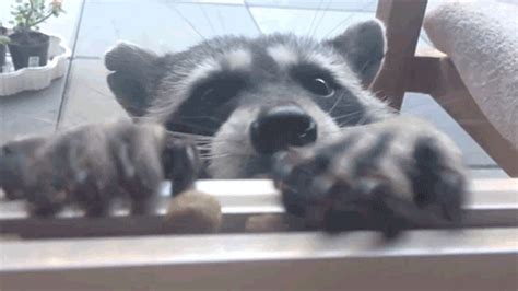 Download Animal Raccoon Gif - Gif Abyss