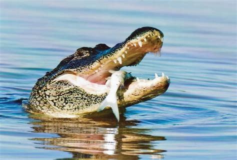 Fish & Fishing – How Alligators Catch Fish - Coastal Angler & The Angler Magazine