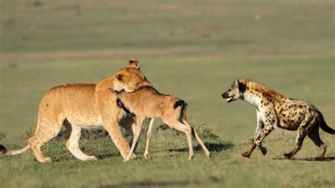 Strange! The Mother Lion Who Lost Her Cub Stole Baby Antelope To Raise ...