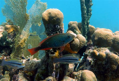 Snorkeling Martinique - Les Aquanautes - La randonnée palmée