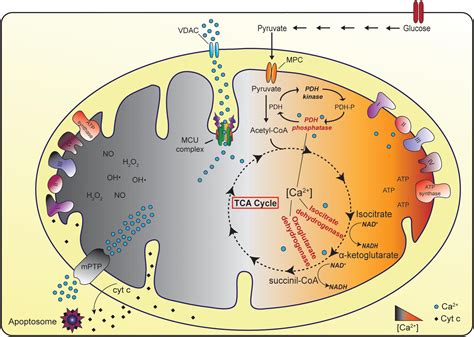 Krebs Cycle In Mitochondria