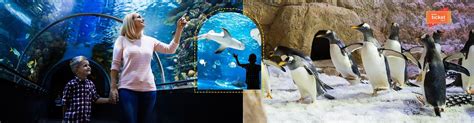 Dubai Aquarium and Penguin Cove Tickets | Combo Offer