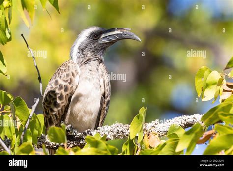 Male African Grey Hornbill (Tockus nasutus epirhinus), Limpopo, South ...