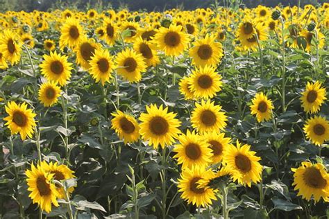Sunflowers | Sunflower field in Yellow Springs, Ohio | Sue Reynolds | Flickr
