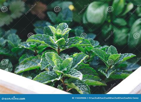 Moroccan mint close up stock photo. Image of fresh, botanical - 116539006