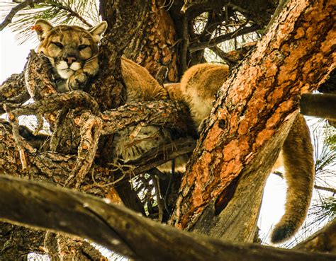 OUR WORK WITH COUGARS – Bodhi Wildlife Conservation Specialists