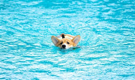 Don't Let Your Corgi Sink - The 2 Best Life Jackets For Corgis - Corgi Planet